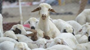 Sheep are photographed in central Eskişehir province, Türkiye, March 8, 2024. (IHA Photo)