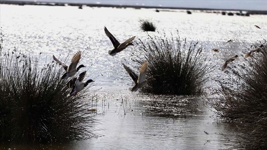 Birds are photographed flying over Kızılırmak Delta wetland, northern Türkiye, March 10, 2024. (AA Photo)