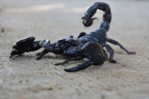 A closeup shot of a poisonous black scorpion on a rough concrete surface, March 11, 2024. (Shutterstock Photo)