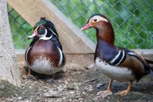 The Mandarin ducks are welcomed at Bursa Zoo, Bursa, Türkiye, March 10, 2024. (AA Photo)