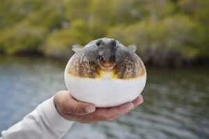 A fishing guide holds up an inflated smooth puffer, March 12, 2024. (Shutterstock Photo)