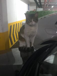 The late cat "Eros" liked sitting on cars in the apartment where it lived, Istanbul, Türkiye, March 13, 2024. (DHA Photo)