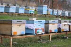 Honeybee hives are set to produce honey in Kırklareli, Türkiye, March 19, 2024. (AA Photo)