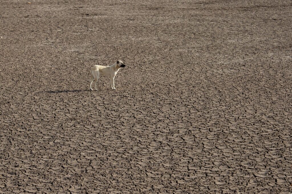 A view of the cracked surface of the May Dam, which was hit by extreme drought in Konya, central Türkiye, March 21, 2024. (AA Photo)