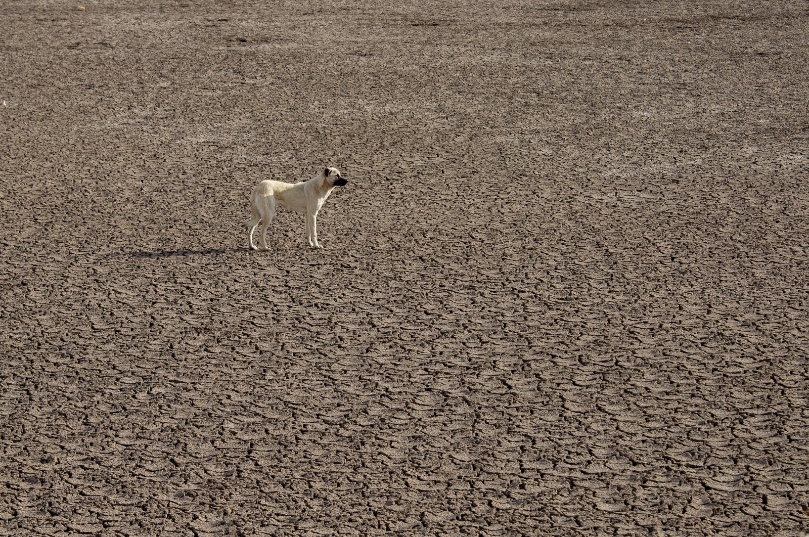 A view of the cracked surface of the May Dam, which was hit by extreme drought in Konya, central Türkiye, March 21, 2024. (AA Photo)