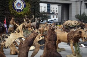 The suspect, who hunted endangered species both domestically and internationally and established a private museum for himself by taxidermy, was apprehended in Istanbul, Türkiye, on March 19, 2024. (AA Photo)