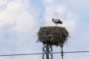 A stork stands in a nest in Tigris Valley, Diyarbakır, southeastern Türkiye, March 22, 2024. (AA Photo)
