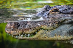 Queensland authorities capture dangerous 4.3-meter crocodile after monthlong hunt. (Shutterstock Photo)