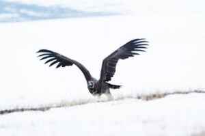 A black vulture getting ready to fly at a mountainous area in Sarıkamış, Kars, eastern Türkiye, March 27, 2024. (AA Photo)