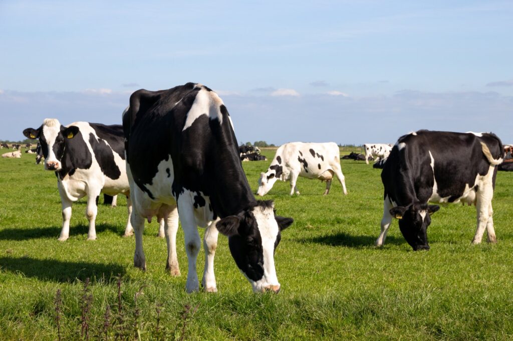 Texan farming authorities tackle unprecedented bird flu outbreaks in Texas and Kansas dairy farms. (Shutterstock Photo)