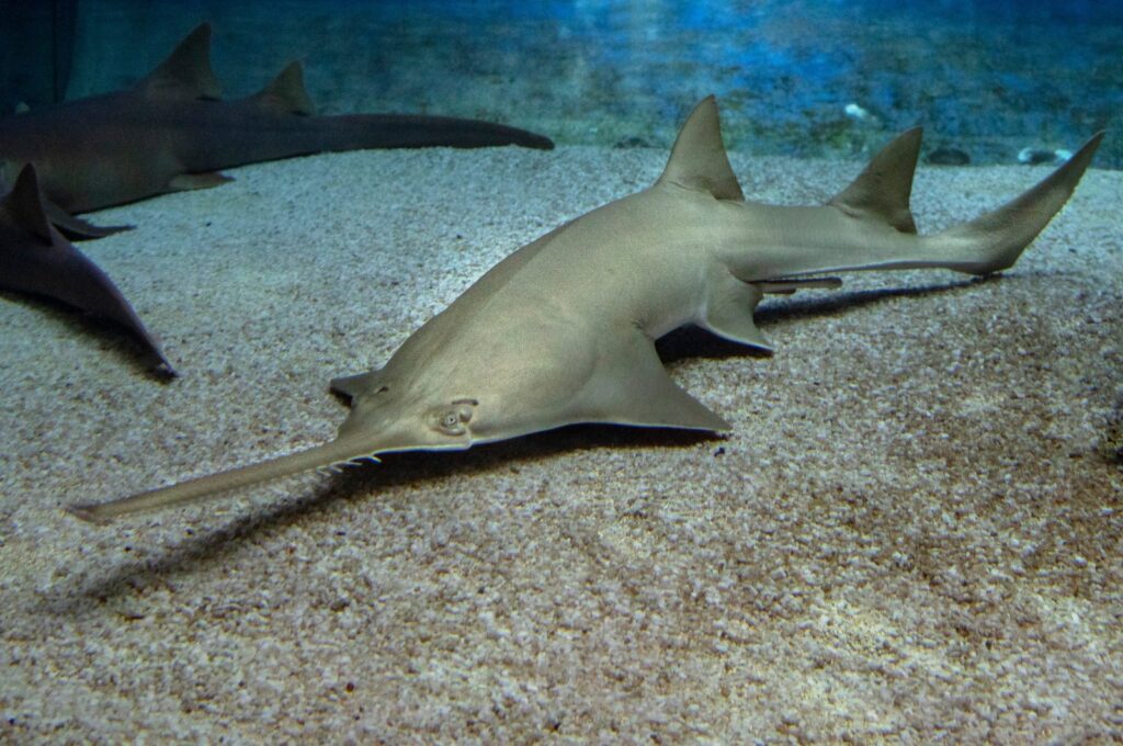 Florida's endangered sawfish prompt emergency rescue effort. (Shutterstock Photo)