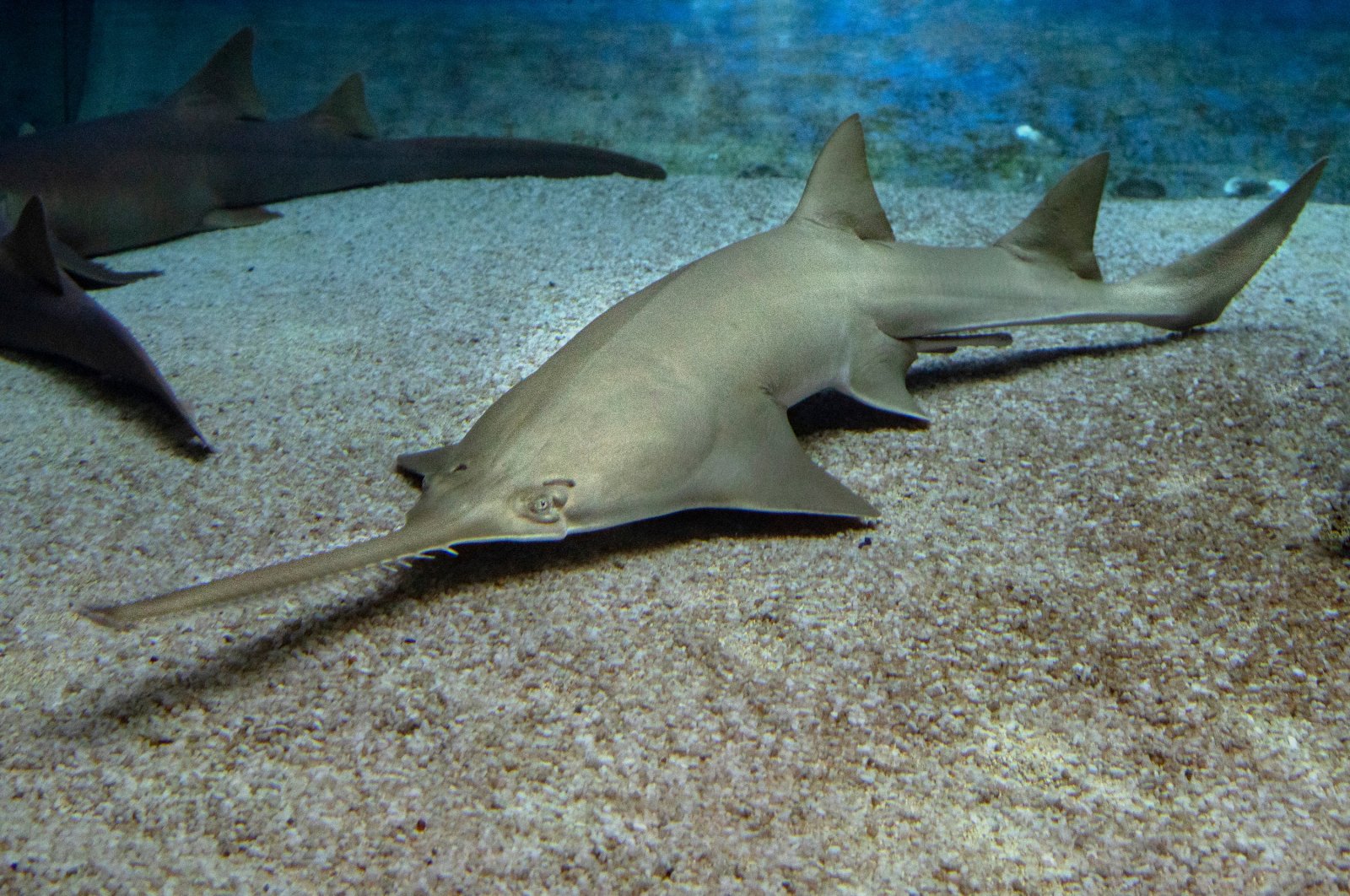 Florida's endangered sawfish prompt emergency rescue effort. (Shutterstock Photo)