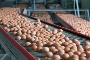Cal-Maine Foods, Inc. destroyed around 1.6 million laying hens and 337,000 pullets after bird flu was found in a Texas facility. (Shutterstock Photo)