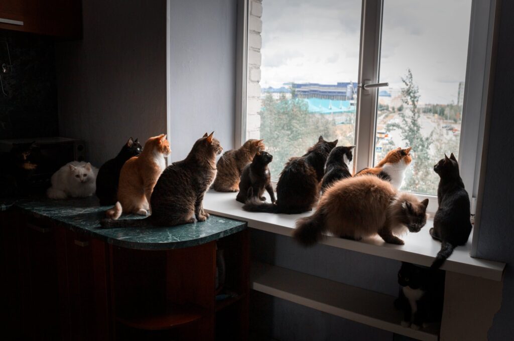 Police officers responding to a neighborhood dispute found nearly 170 dehydrated, malnourished animals in a couple's small apartment in Nice, France. (Shutterstock Photo)