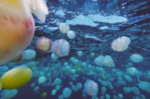 Cannonball jellyfish create a surreal scene in the turquoise waters off Chuao, Venezuela, April, 5, 2024. (AFP Photo)