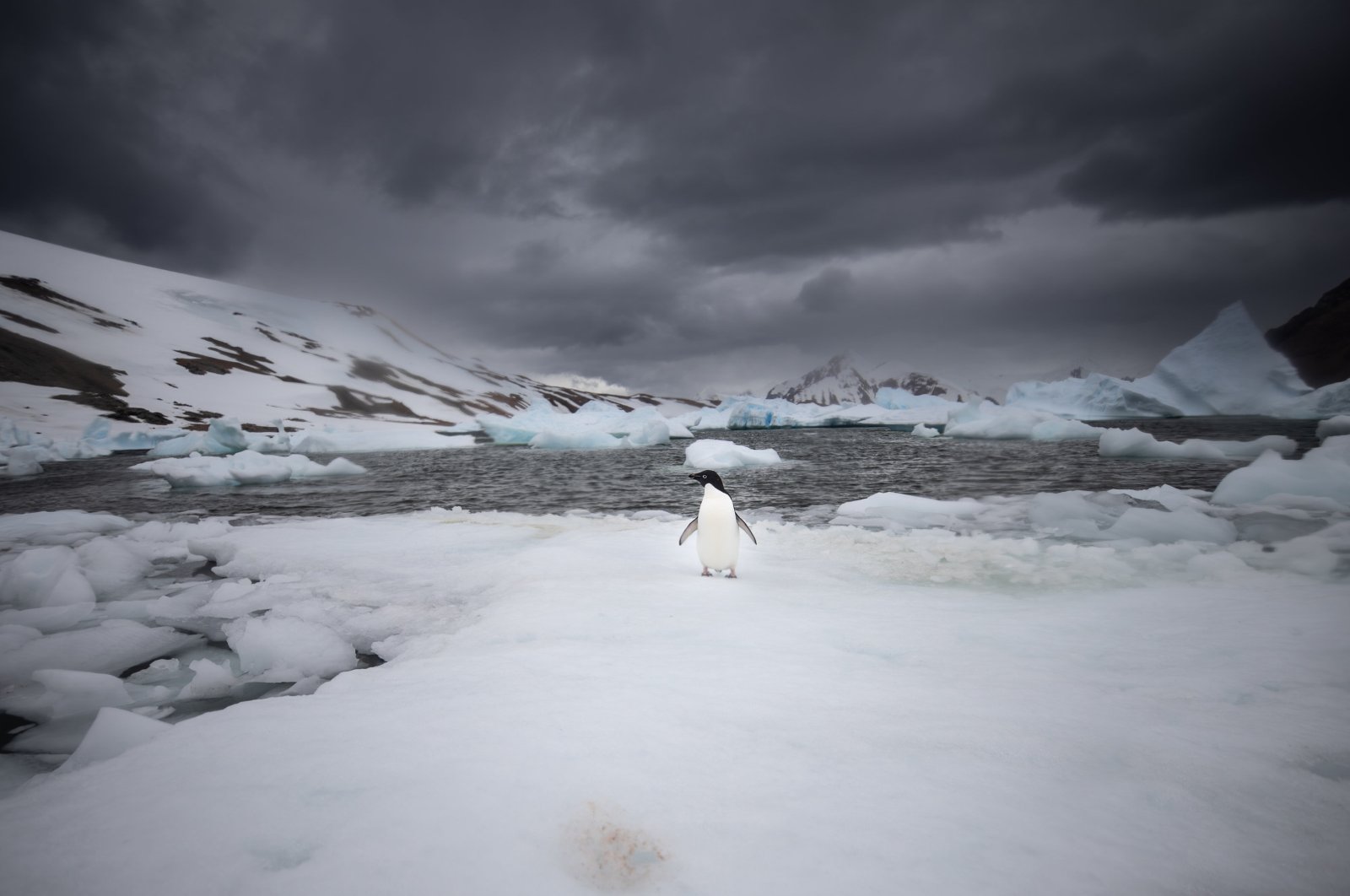 Turkish researchers participating in the 8th National Antarctic Science Expedition carried out their work in a way that would protect the surrounding ecosystem of the White Continent, April 12, 2024. (AA Photo)