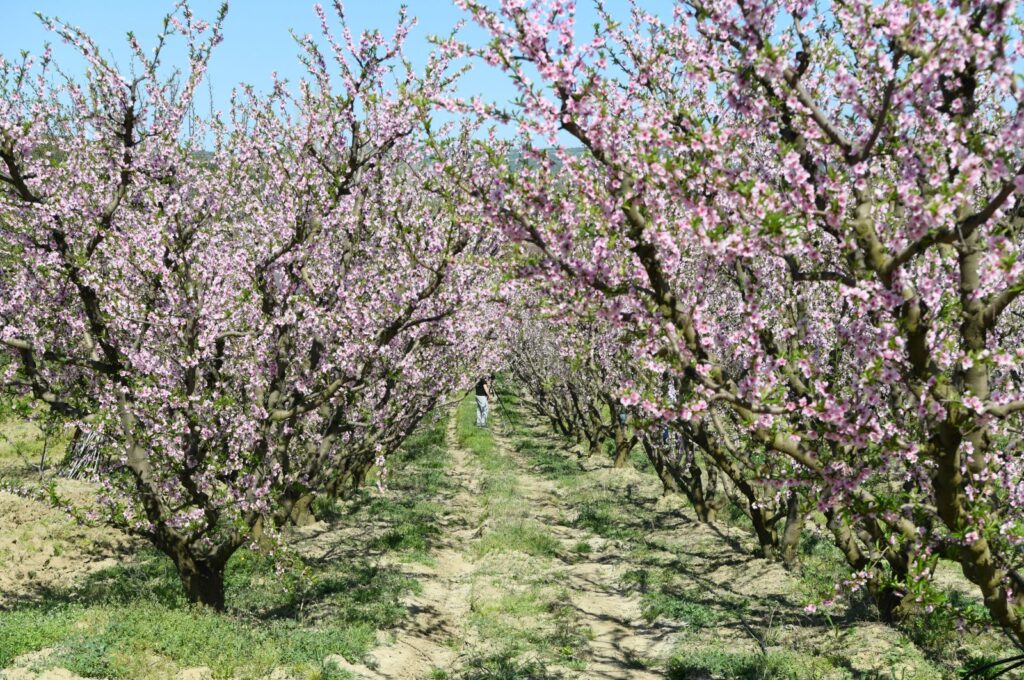 Fruit trees bloom in different shades of white and pink, like the Sakura trees in the Lapseki district of Çanakkale province, Türkiye, April 16, 2024. (AA Photo)
