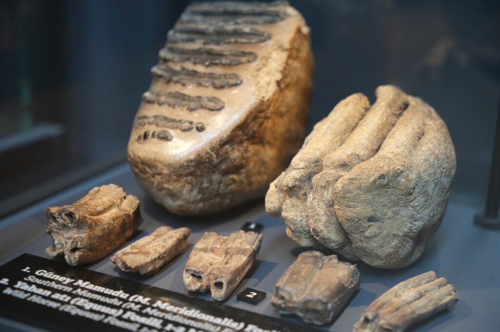 The 545 million-year-old sea lily fossil, including the southern mammoth fossil displayed at the Samsun Museum, Samsun, Türkiye, April 18, 2024. (IHA Photo)