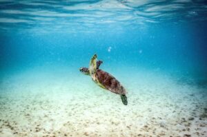This underwater shows a green turtle swimming at Lizard Island on the Great Barrier Reef, located 270 kilometers (167 miles) north of the city of Cairns, Australia, April 5, 2024. (AFP Photo)