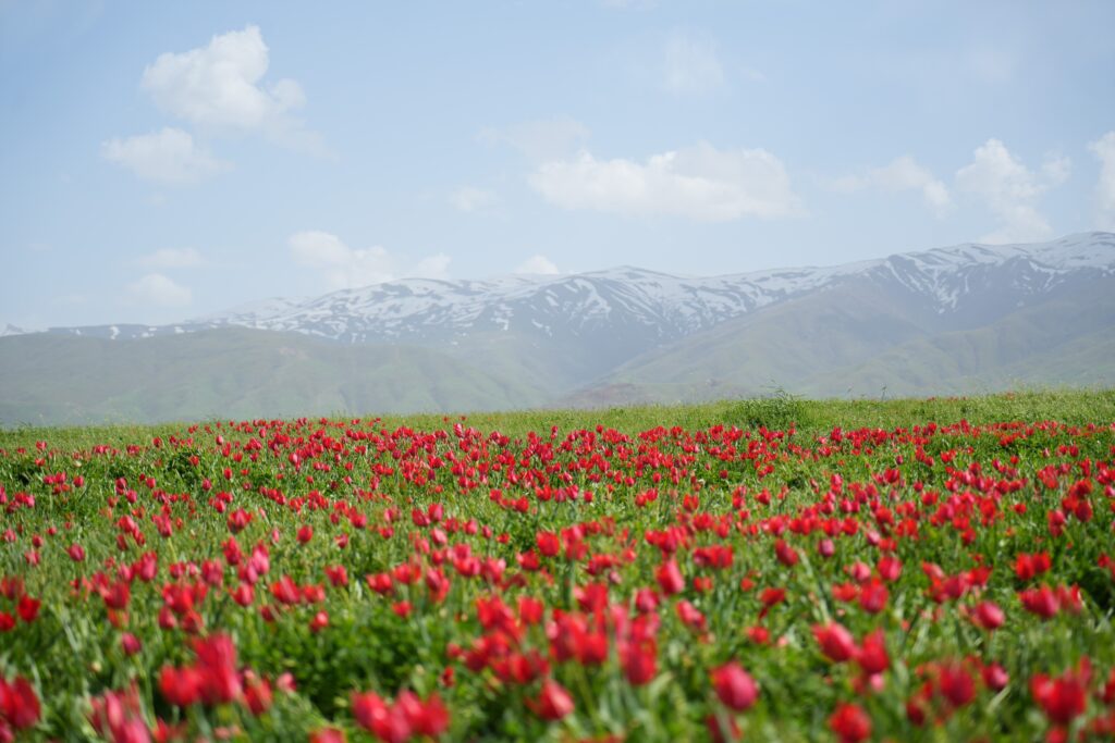 Creating beautiful landscapes along with snowy mountains, the tulips have attracted a rush of visitors, Muş, Türkiye. April, 22, 2024. (IHA Photo)