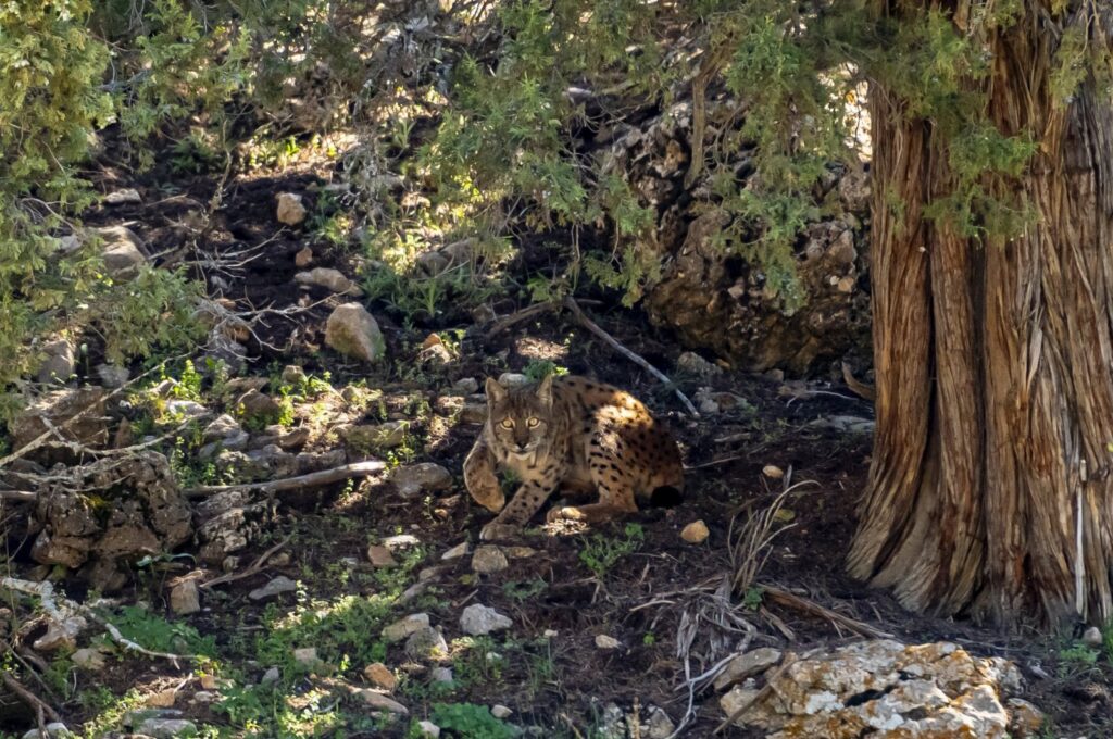 The endangered Anatolian lynx is filmed in a forest in Antalya, southern Türkiye, April 22, 2024. (AA Photo)
