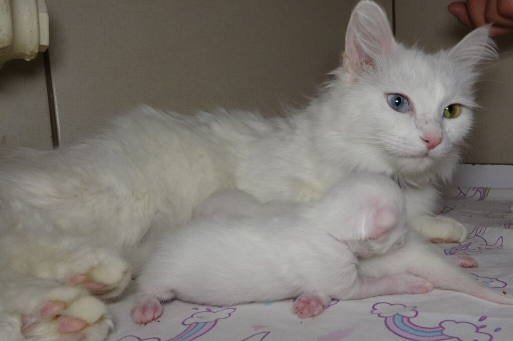 The cat named "Mia," who won the "Van Cat Beauty Contest" held in 2022 and has previously given birth twice, has also given birth to two beautiful kittens this year, Van, Türkiye, April 17, 2023. (IHA Photo)