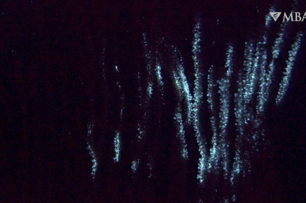 This image from a video provided by the Monterey Bay Aquarium Research Institute in April 2024 shows bioluminescence in the shaggy bamboo coral Isidella tentaculum filmed in the ocean by a remotely operated vehicle. (AP Photo)