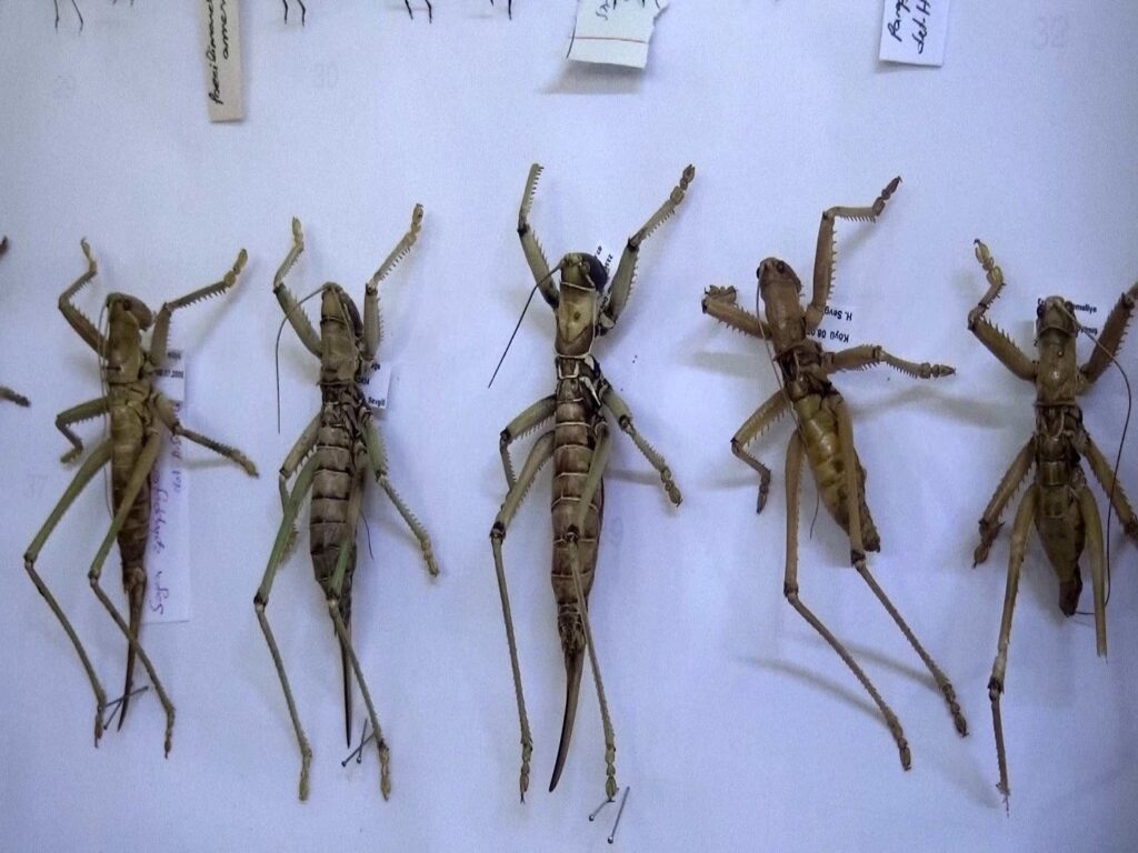 The Natural History Museum, which is considered Türkiye's first natural history museum, exhibits approximately 5,000 specimens of living and mineral species from Kemaliye, Erzincan, Türkiye, May 2, 2024. (IHA Photo)