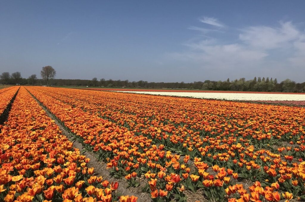 The Amsterdam landscape adorned with tulips, Amsterdam, the Netherlands, April 20, 2024. (Photo by Ilker Topdemir)