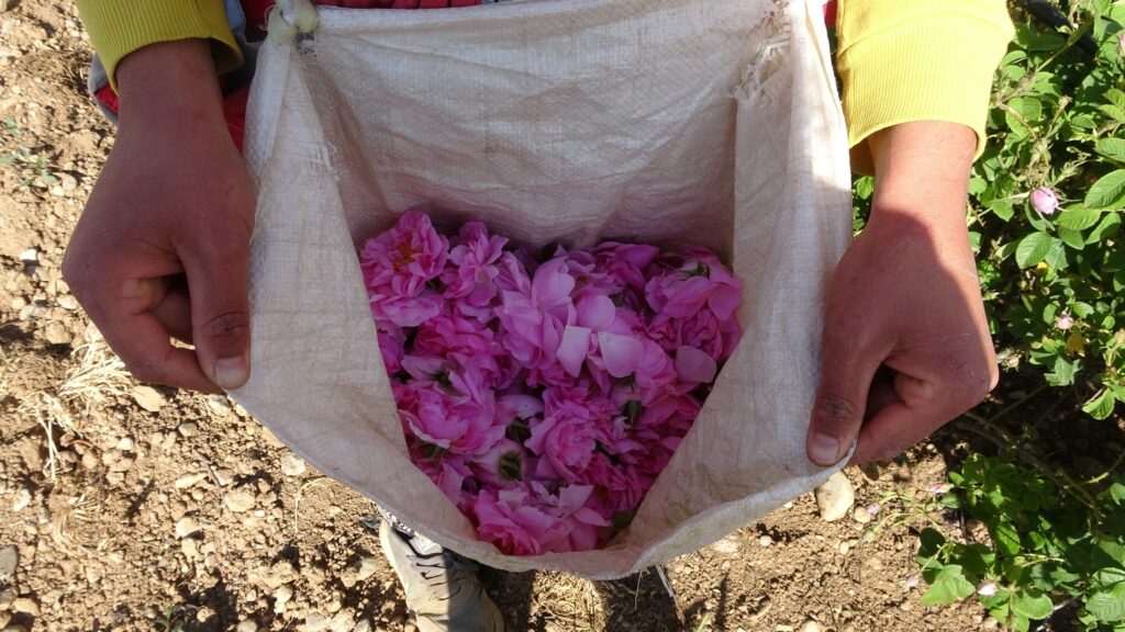 The favorable weather in Isparta's rose hub leads to an early start to the rose harvest, Isparta, Türkiye. May, 5, 2024 (IHA Photo)