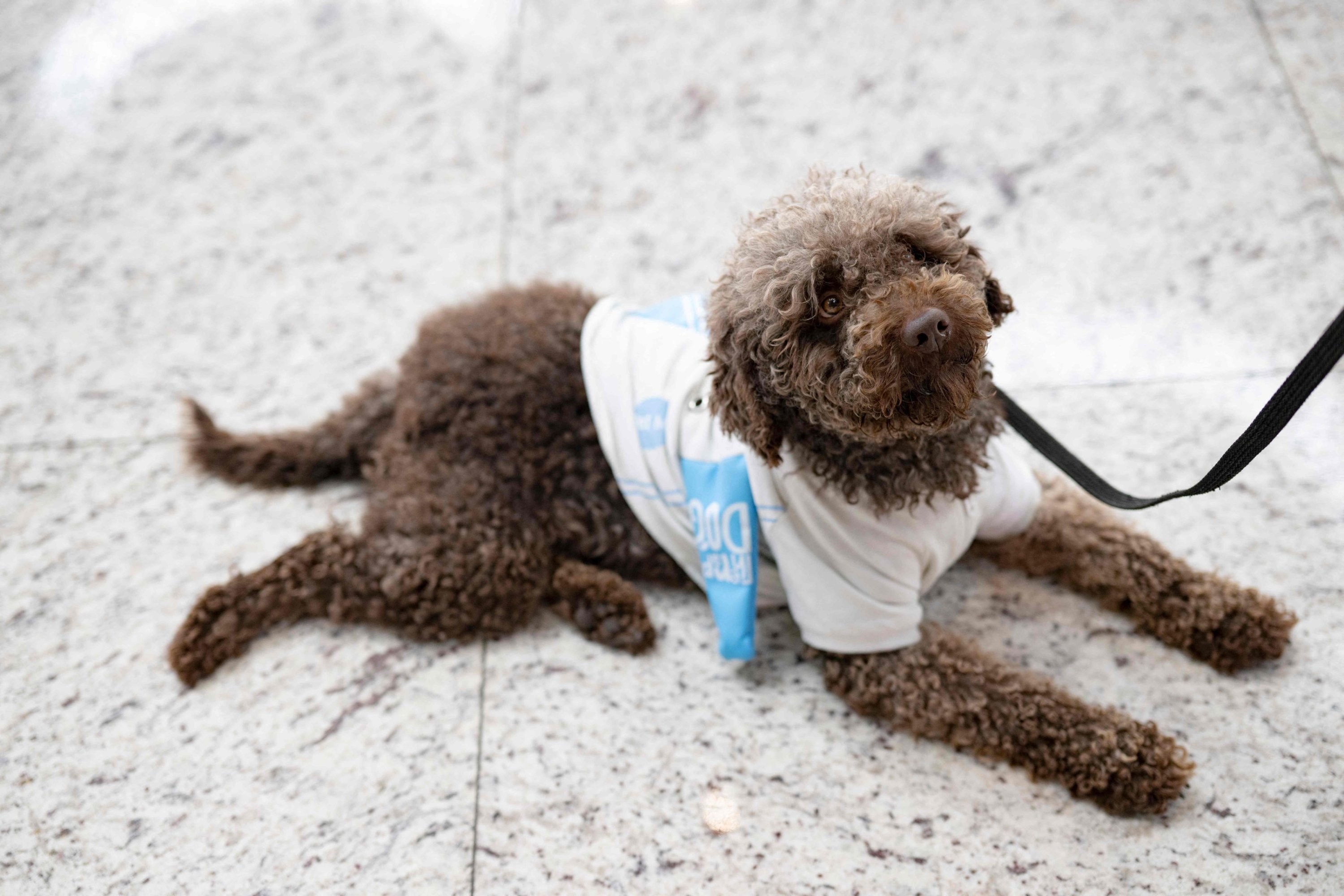 327280 Therapy dog Kuki roams the Istanbul Airport with airport personnel searching for stressed travelers, Istanbul, Türkiye, May 3, 2024. (AFP Photo)