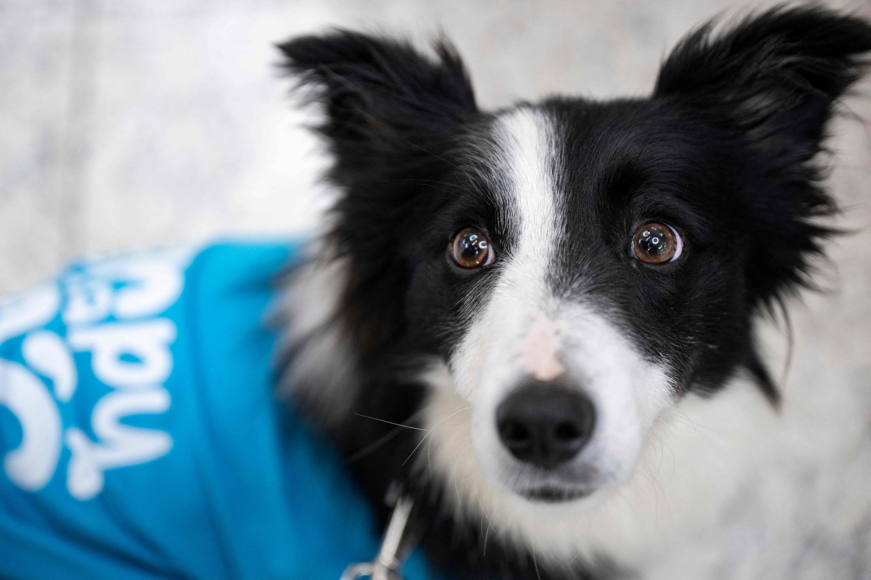 327281 Therapy dog Alita roams the Istanbul Airport with airport personnel searching for stressed travelers, Istanbul, Türkiye, May 3, 2024. (AFP Photo)