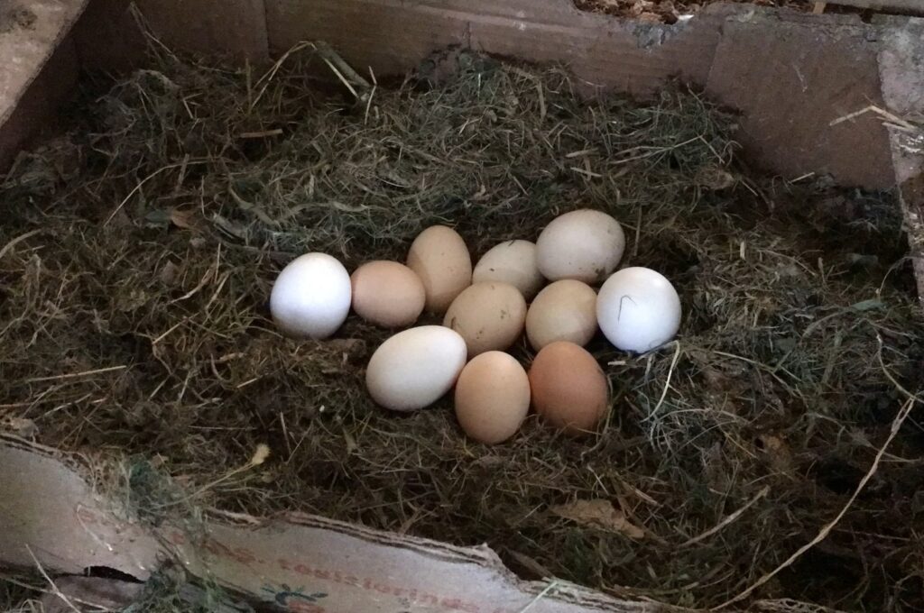 Aziz Teymur increases egg yield fourfold by playing classical music, Batman, southeastern Türkiye, May 13, 2024. (AA Photo)