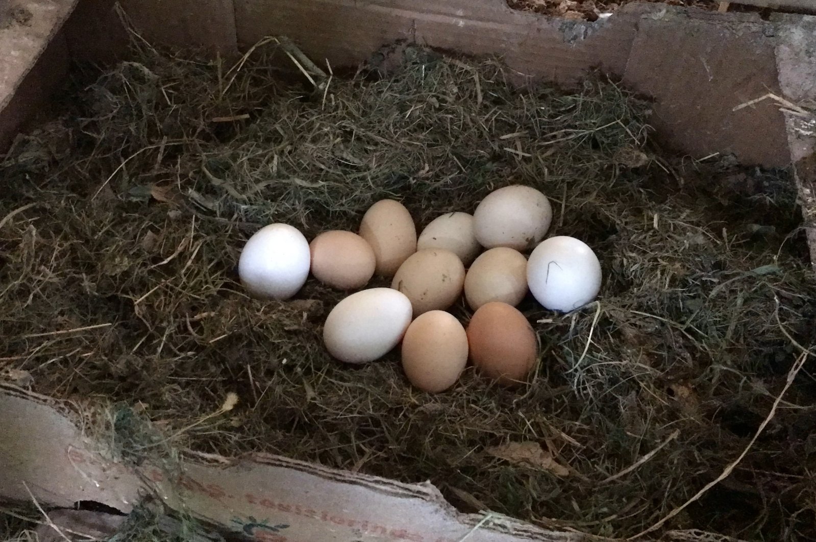 Aziz Teymur increases egg yield fourfold by playing classical music, Batman, southeastern Türkiye, May 13, 2024. (AA Photo)