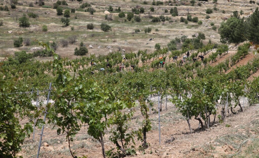 The project aims to boost production of 18 local grape varieties on a 10-acre plot in the monastery's garden, Mardin, Türkiye, May 14, 2024. (AA Photo)
