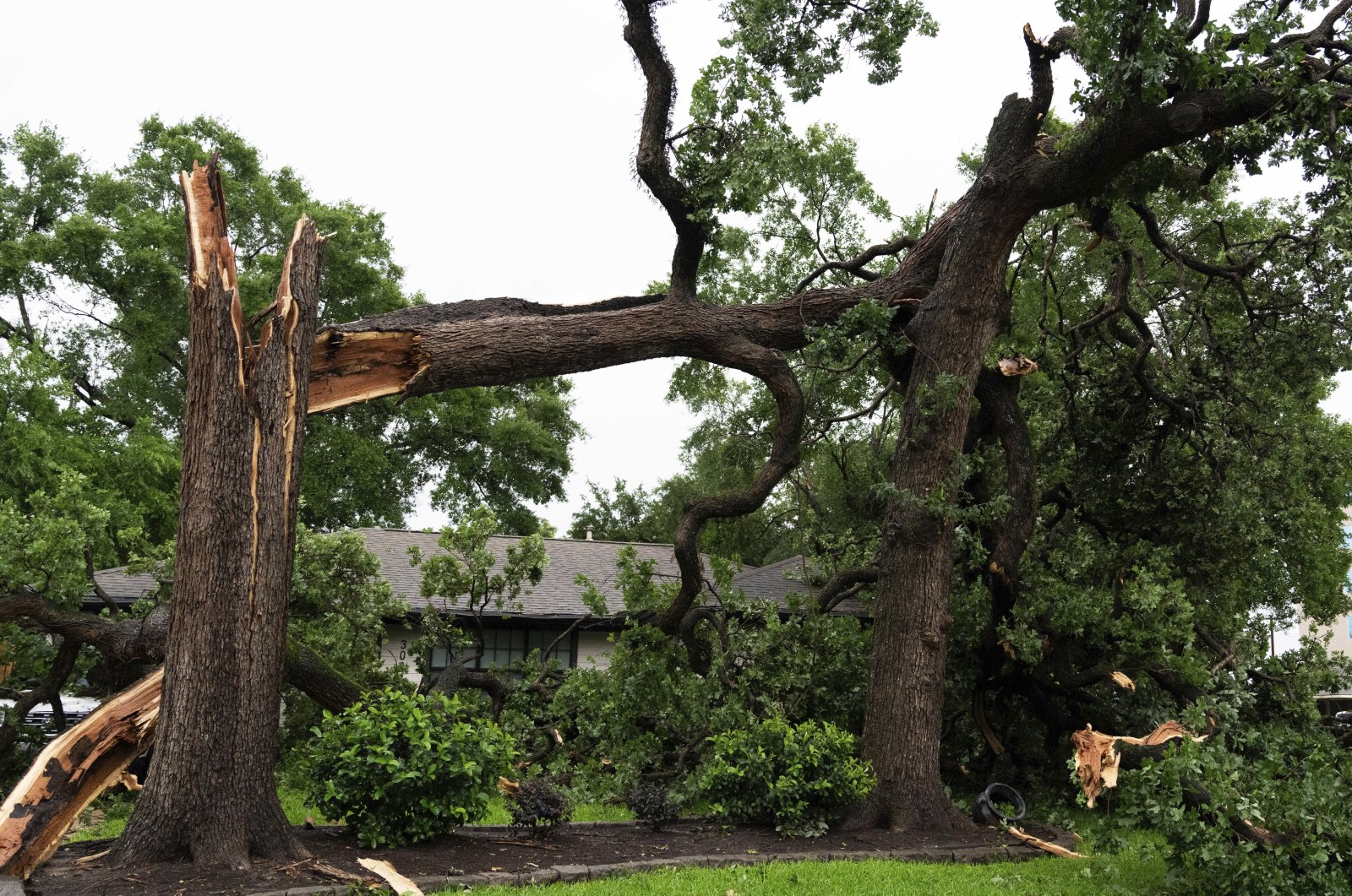 A large tree is left split in half after heavy winds and rain ripped through the region, Houston, Texas, U.S., May 16, 2024. (AP Photo)