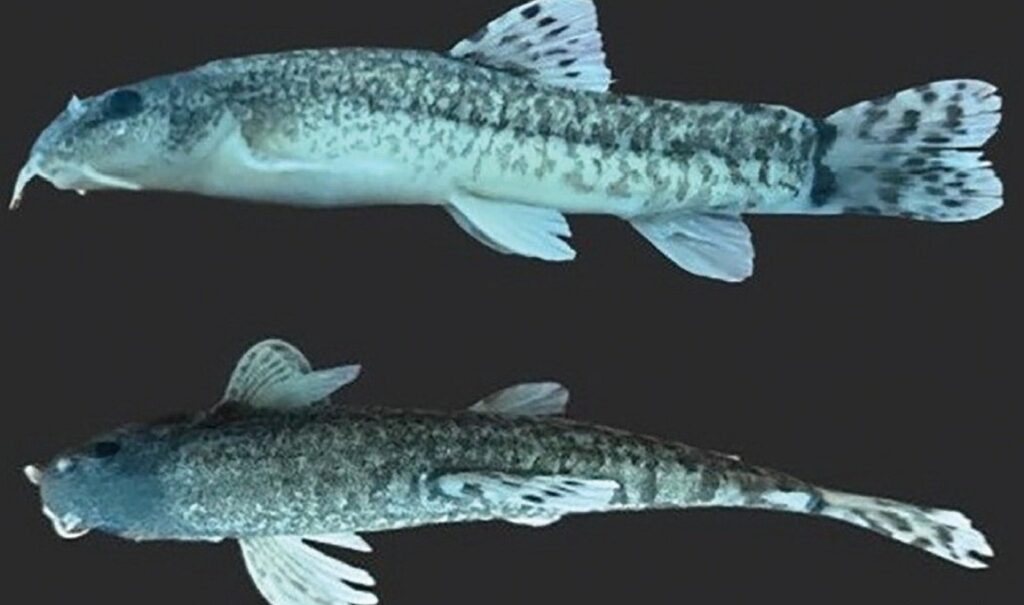 The newly discovered catfish has been officially named "Oxynoemacheilus kottelati," Balıkesir, Türkiye, May 17, 2024. (AA Photo)