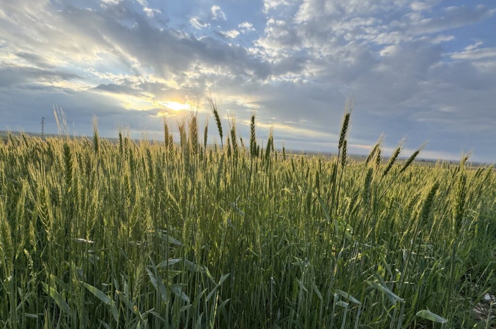 A general view of a wheat field in central Konya province, Türkiye, May 14, 2024. (AA Photo)