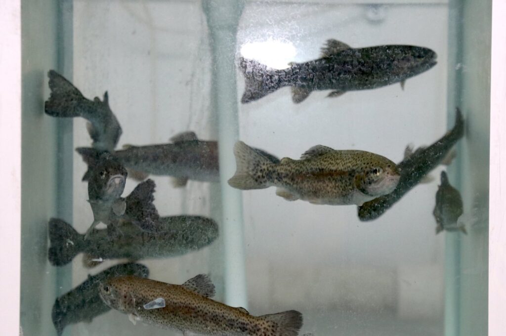 A scientific study found microplastic particles in the brains of fish, Erzurum, Türkiye, May 15, 2024. (AA Photo)