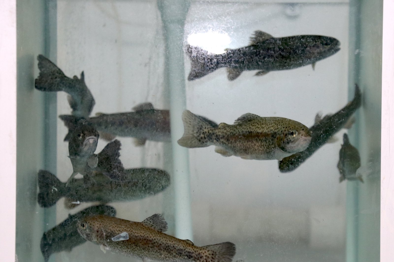 A scientific study found microplastic particles in the brains of fish, Erzurum, Türkiye, May 15, 2024. (AA Photo)