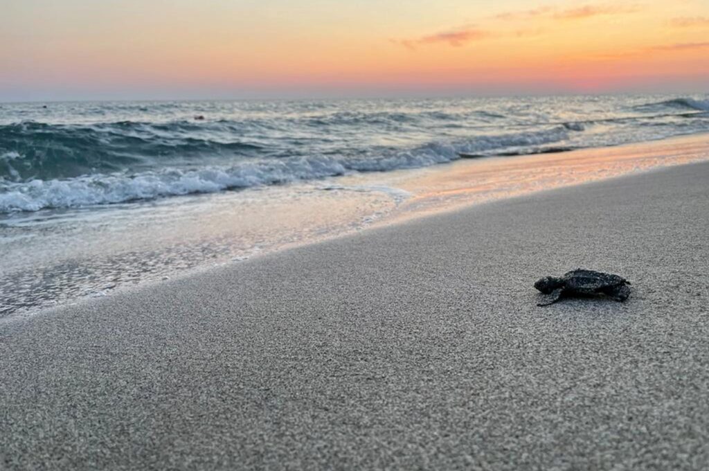 The season's first baby loggerhead sea turtles emerged from their nests and met the sea at Patara Beach, Antalya, Türkiye, May 18, 2024. (DHA Photo)