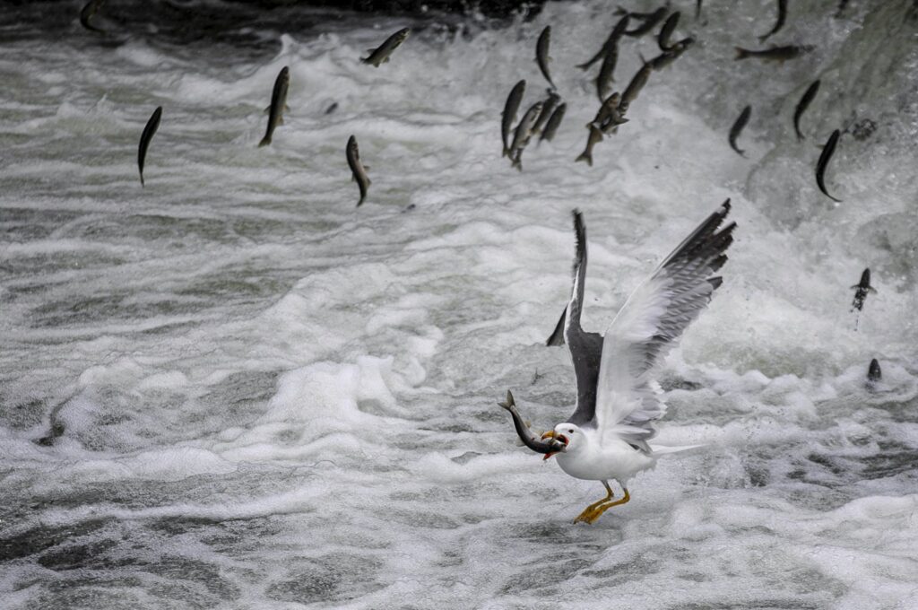 Pearl mullets migrate from Lake Van to freshwaters annually from April 15 to July 15, Van, Türkiye, May 24, 2024. (AA Photo)