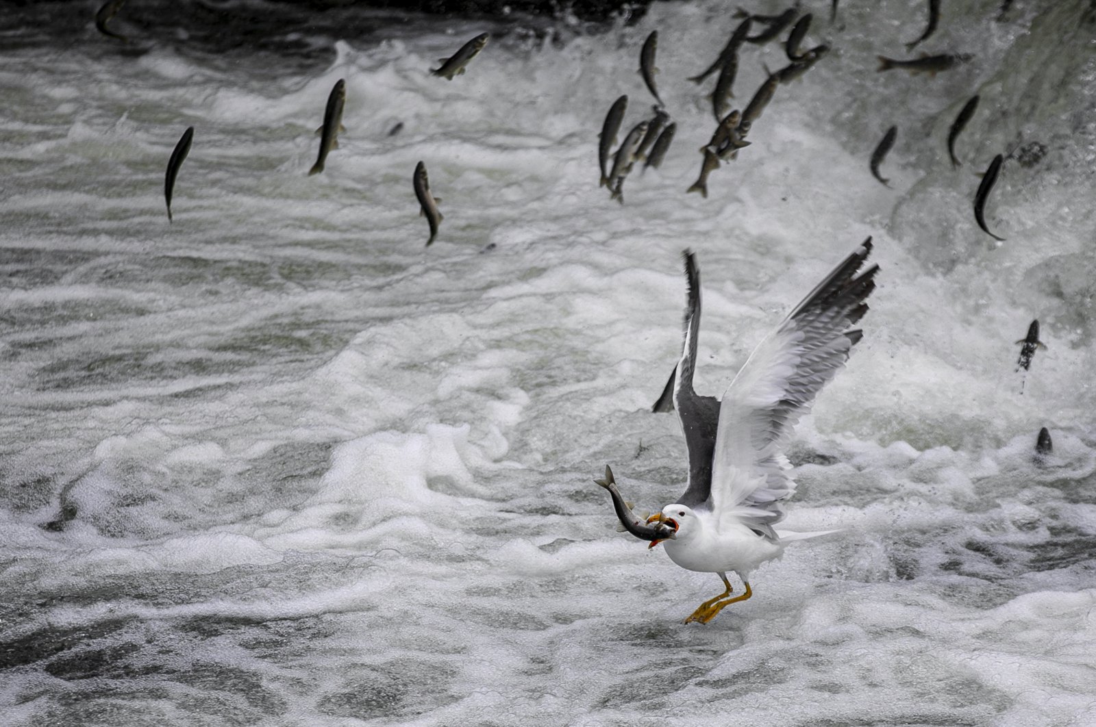 Pearl mullets migrate from Lake Van to freshwaters annually from April 15 to July 15, Van, Türkiye, May 24, 2024. (AA Photo)