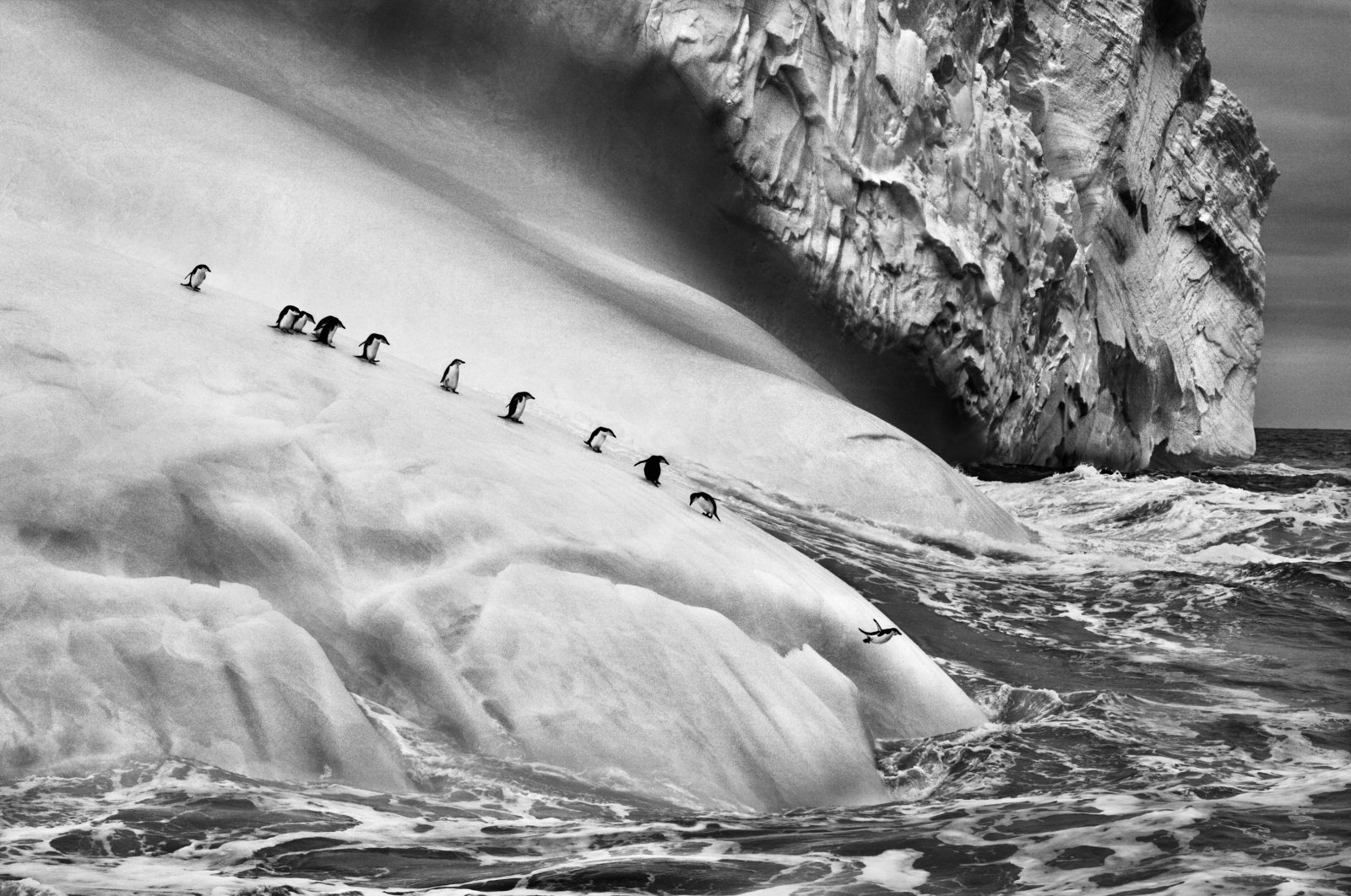 Chinstrap penguins (Pygoscelis antarctica) on an iceberg located between Zavodovski and Visokoi islands, South Sandwich Islands, 2009. (Photo courtesy of Sebastiao Salgado)