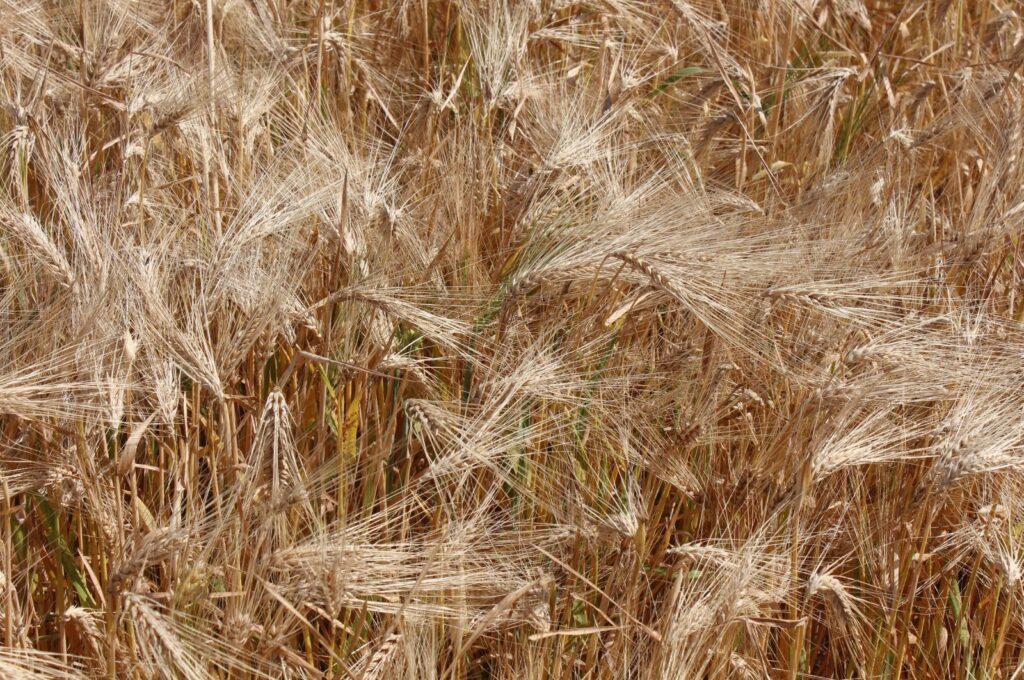 Harvesters have commenced the barley and wheat harvest across approximately 245,000 hectares, Bafra, Samsun, Türkiye, June 12, 2024. (AA Photo)