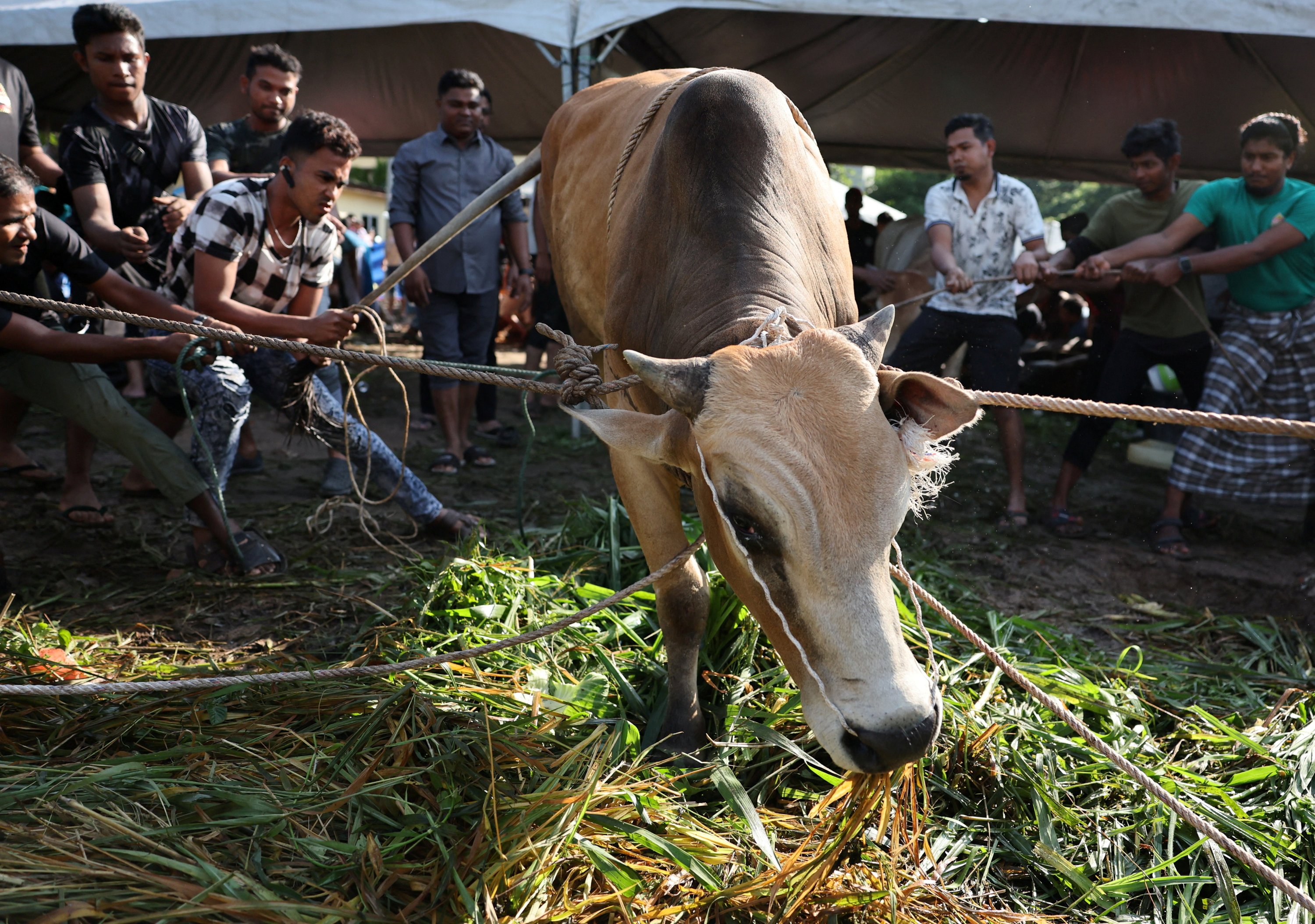 332791 Muslim men tie up a sacrificial animal before it is slaughtered, during a ritual of Eid al-Adha celebrations, Kuala Lumpur, Malaysia, June 17, 2024. (Reuters Photo)