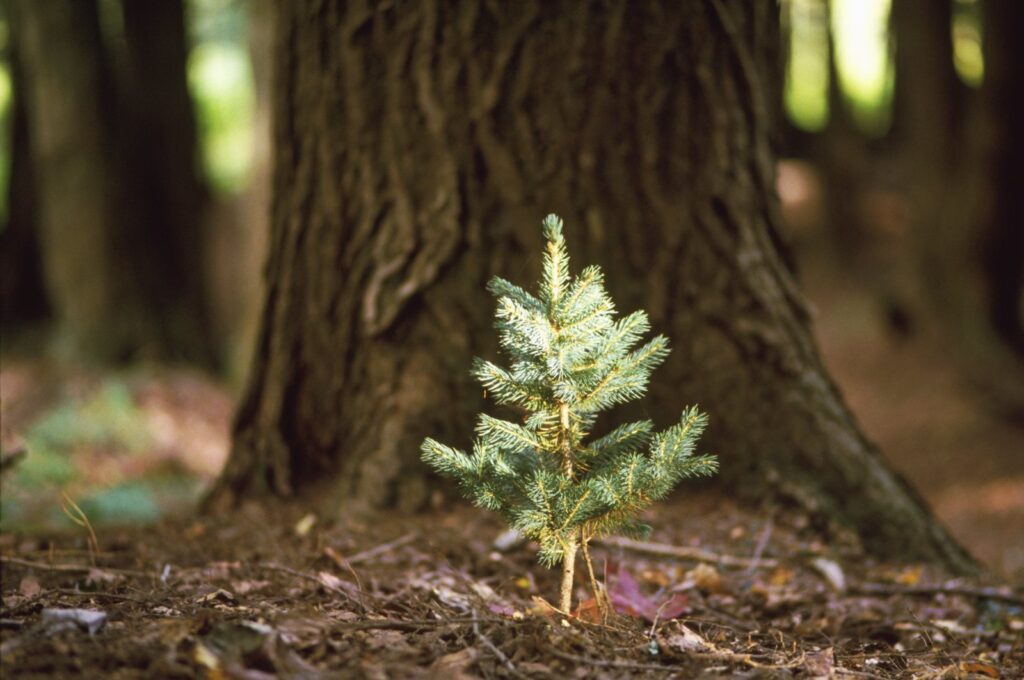 Türkiye's General Directorate of Forestry (OGM) is planting 100,000 saplings in Azerbaijan. (Getty Images Photo)