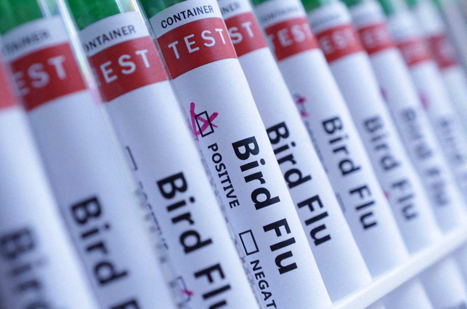 Test tubes labeled "Bird Flu" are depicted in this illustration taken on June 10, 2024. (Reuters Photo)