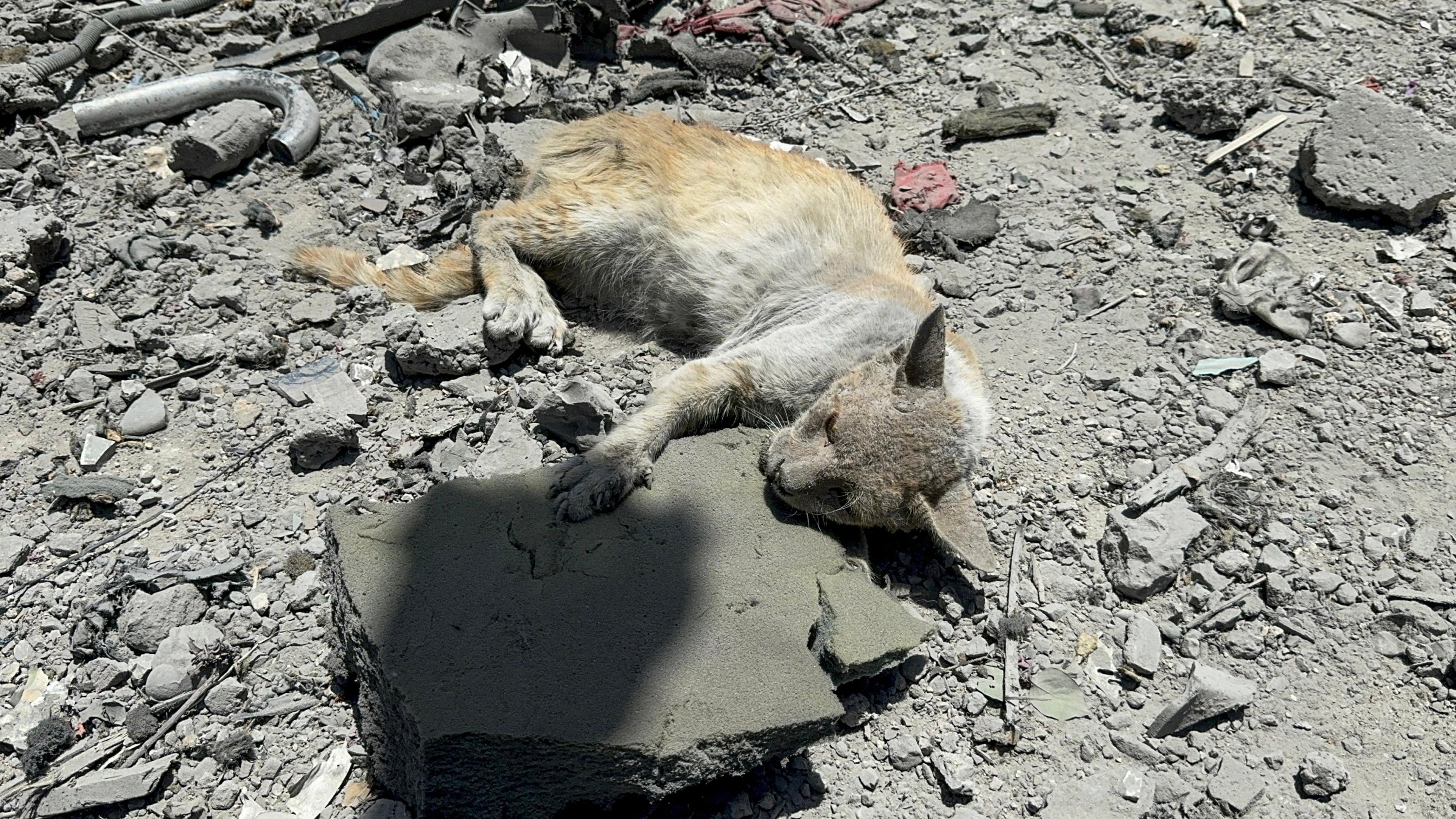 333539 A cat lies on the ground at the site of Israeli strikes on houses, al-Shati camp in Gaza City, Palestine, June 22, 2024. (Reuters Photo)