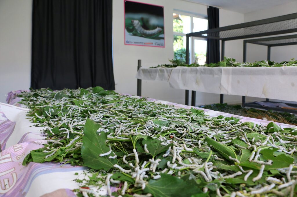 Silkworms at Sapadere Silk House, Antalya, Türkiye, June 25, 2024. (IHA Photos)